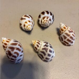 Natural Brown and White Shells BABYLONIA spirata sea shells lot